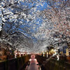【東京目黒川の桜まつり】桜の美しさ、美味しいランチにほっこり♪