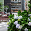 初夏の銀座散歩①『昭和通りの紫陽花と松屋通り』