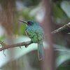 アカオキリハシ(Rufous-tailed Jacamar)