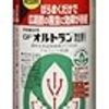 地植えのバラには農薬噴霧しかないかなあ（バラゾウムシ対策）