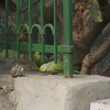 インド滞在　5日目　その１