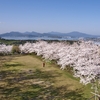 上天草市の桜の開花状況のお知らせ