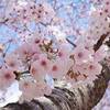人も色々、桜もいろいろ、sakuraアートはいつも満開