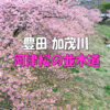 2021年 3月 河津桜 お花見 豊田市 加茂川公園 【東海ドライブ】