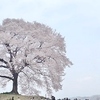 山梨、丘の上の一本桜、「わに塚の桜」へ