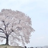 山梨、丘の上の一本桜、「わに塚の桜」へ