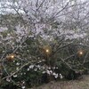 花見のためにキャンプ場の桜にLED電球を設置した