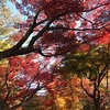 新宿御苑に紅葉を見に行く。近場で綺麗な紅葉を見れて満足。