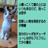 ふわふわ三毛猫＆ハチワレ三兄妹　3ヶ月位　8月20日（日）永福寺さん里親会参加予定