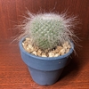 刺で痛い目を見たのをキッカケに、玉翁と縮玉を植え直す