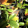 美しく無い植物達