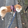 もう１１月、だよ