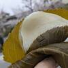 【和菓子ログ】『長命寺 桜もち 山本や（向島）』創業３００年の味