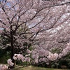 サクラが終わっても花の季節　ミツバツツジ