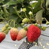 完熟いちご🍓狩り情報 ２月２１日(月)は休園日です🙏🙇🏻‍♂️