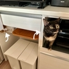 今日はねこねこキッチン探検隊！