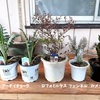 秋の庭仕事：アーティチョークなど花苗の植え付けと冬越し準備