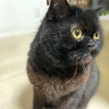 高槻シティハーフマラソン　レポ