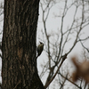 鳥観察12（城山公園）_200125