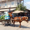 カンボジア：牛馬