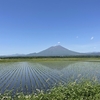寡婦日記③