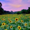 色んな風景～向日葵・長居植物園～