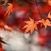 貞信公（26番） 小倉山 峰の紅葉ば 心あらば 今ひとたびの みゆき待たなむ🍁