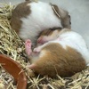 ハムスターはかわいいな🐹
