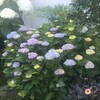 紫陽花