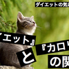 知って納得！ダイエットに役立つ『摂取カロリー』と『消費カロリー』の関係