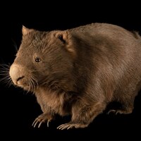 ウォンバットのいる動物園は ウォンバット飼育展示動物園と個体情報まとめ アリエスコム Ariescom ウォンバットのいる動物園は ウォンバット飼育展示動物園と個体情報まとめ アリエスコム Ariescom