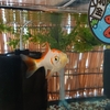 金魚にトリートメントはしてない