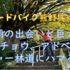 【ロードバイク熊野旅情③】雨の出会い～巨大イチョウ～アドベンチャー林道にハマる！