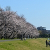 【広島オススメお花見スポット】本川（旧太田川）河川敷　～今が満開桜めぐり①～