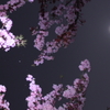 夜桜（月、木星、ヒアデスとプレアデス）