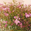 ミカン科のお花、ボロニアピナータ