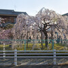 久御山・宮ノ川北公園の『滝桜』
