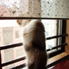 【ネコ】窓で背伸び