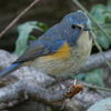 DxO PhotoLab 7を使って、Z50で撮った野鳥写真を現像し直してみました。