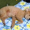 ニゴ寝