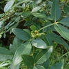Zanthoxylum armatum var. subtrifoliatum　フユザンショウ