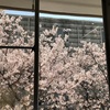 窓から見える満開お桜,散り際その3