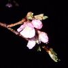 桜が咲いた日和田山、巾着田の桜開花予想など。