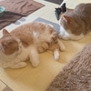 雨田甘夏、共感です。