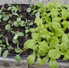 白菜と春キャベツを定植しました。