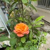 アンネのバラ　開花