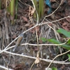クリセヒトリツグミ Brown-backed Solitaire