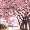 三菱ケミカルの河津桜