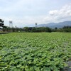 【越後高田の風景】高田公園野球場と高田忠霊塔