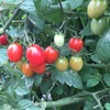 ミニトマトってこんなに甘くて美味しいんですね！　熊本阿蘇のミニトマト農場を見学しました！